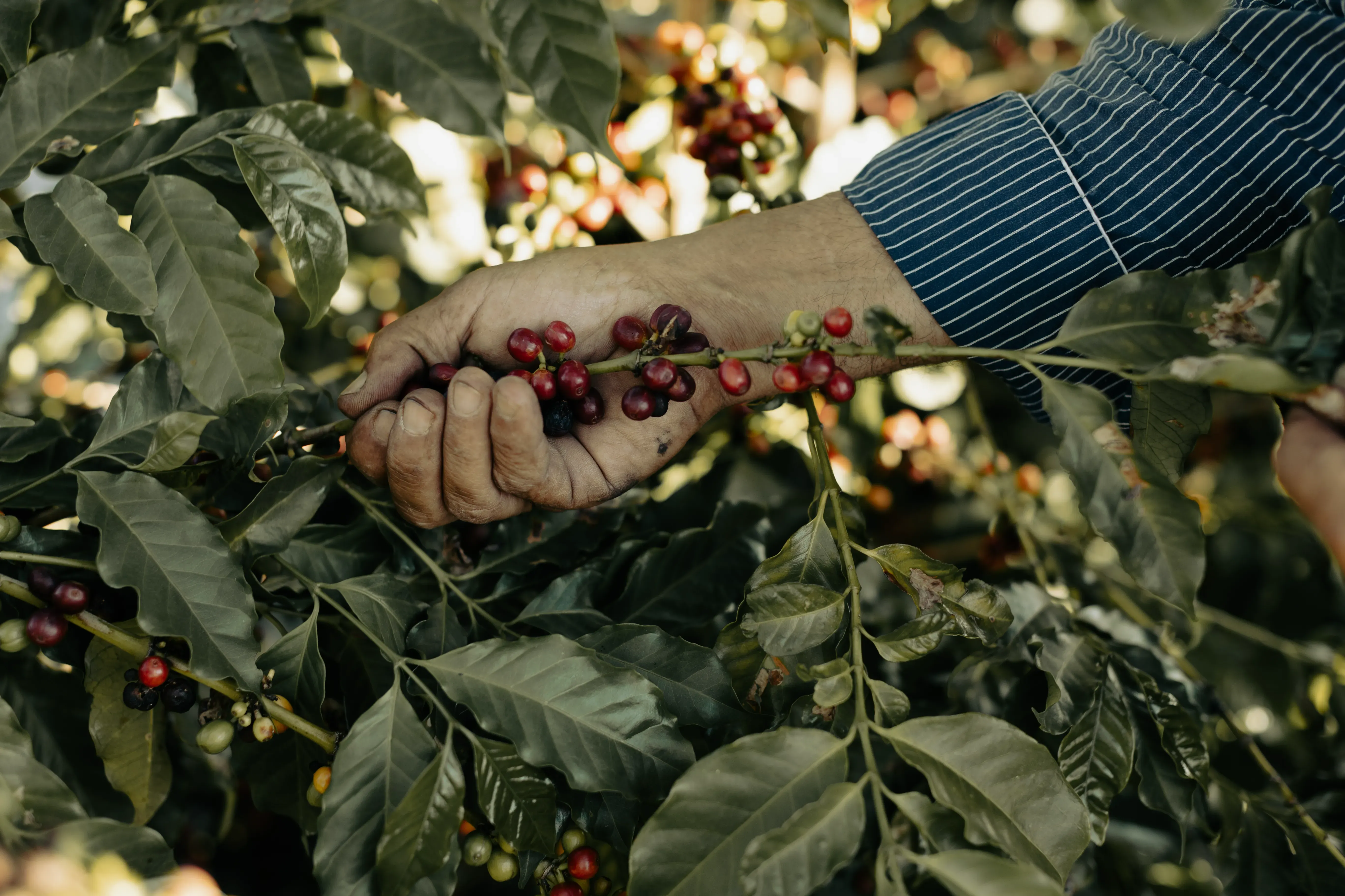 Grãos de café nas mãos de um produtor